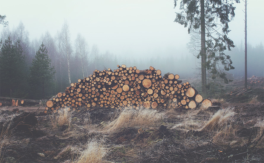 Lars Elinderson: Skogsavverkning bästa sättet att möta klimatkrisen